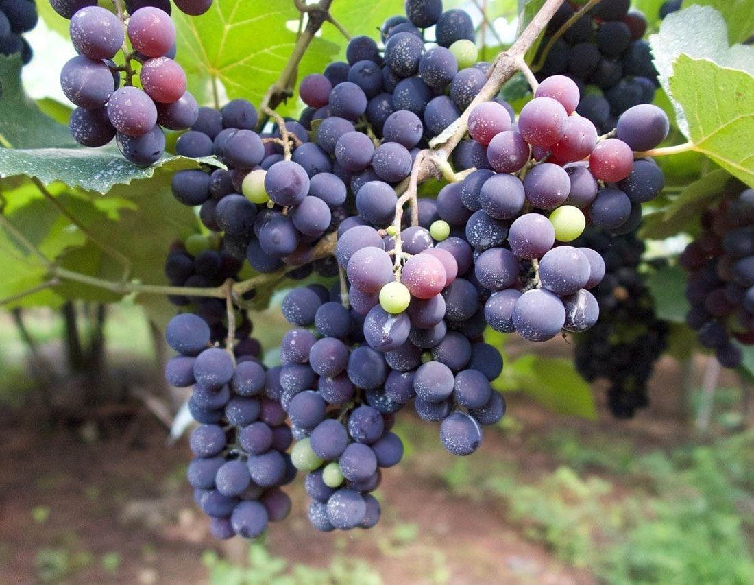 Bodegas Ajuarte vinos 2