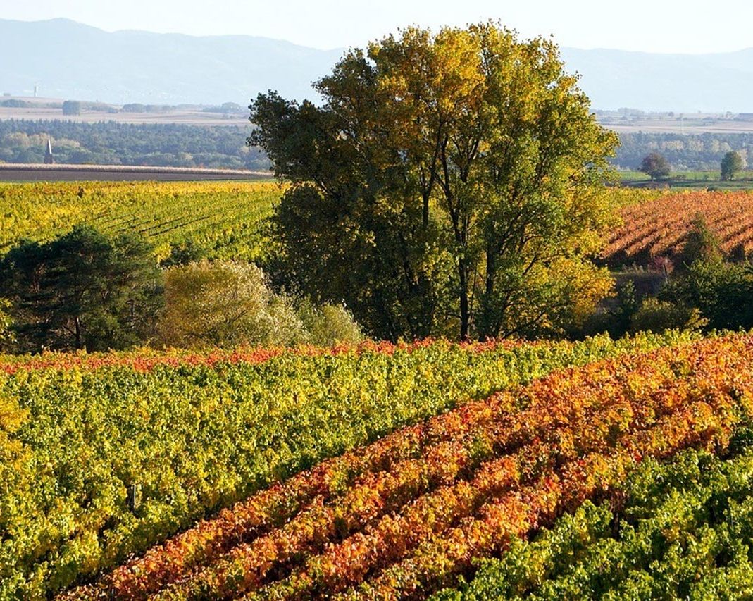 Bodegas Ajuarte vinos 1