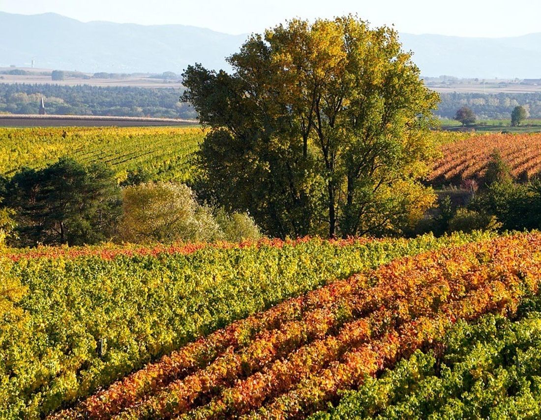 Bodegas Ajuarte vinos 1