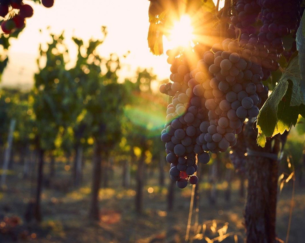 Bodegas Ajuarte vinos 3