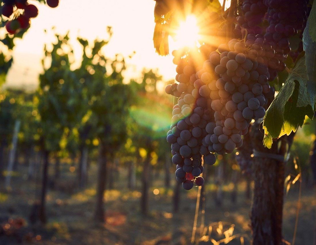 Bodegas Ajuarte vinos 3